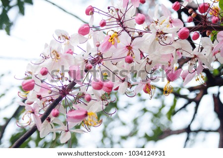 Picture Of Pink Flowers 