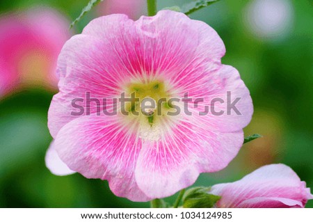 Picture Of Pink Flower