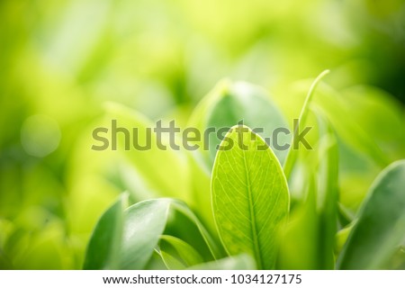 Nature of green leaf in garden at summer. Natural green leaves plants using as spring background cover page environment ecology or greenery wallpaper Royalty-Free Stock Photo #1034127175