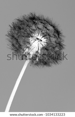 dandelion black and white photo, art