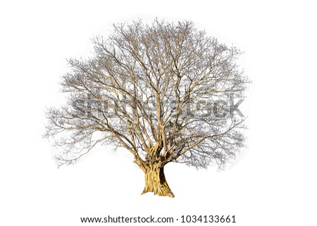 dead tree isolated on white background, tropical trees used for design, advertising and architecture