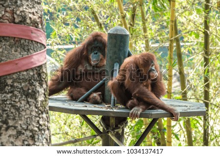 A pair of Orangutan Borneo (Pongo Pygmaeus)