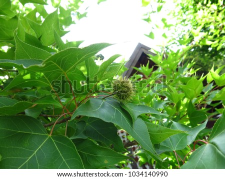 Fruit of Taiwanese maple (Formosa sweet gum, Liquidambar formosana Hance) 