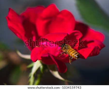 Honey Bee Flying near a rose