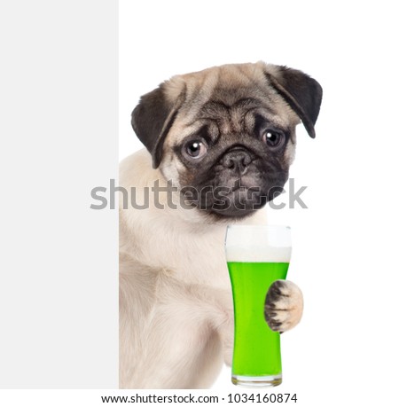St Patrick's Day concept. Funny puppy with a glass of green beer behind white banner. isolated on white background