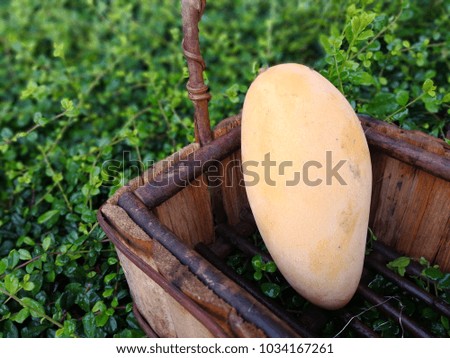 Ripe mangoes fruit in basket with leaves green background