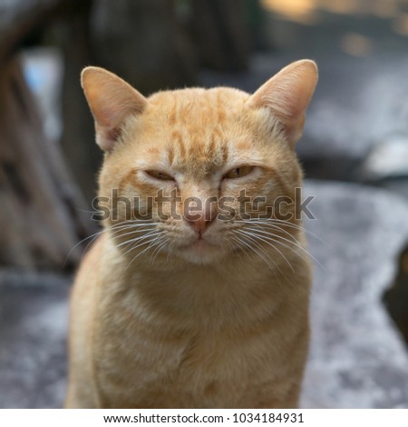 Animal portrait of fat orange cat , golden eyes cat looking at the camera like ID shot, face shot