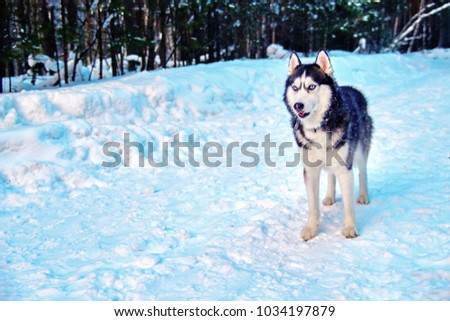 Siberian Husky dog black and white colour with blue eyes in snowy winter forest. Copy space.