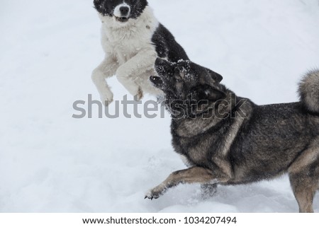 Two dogs playing outdoors at snowy day