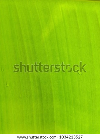 banana leaf green natural