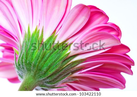 pink flower gerbera isolated on white background