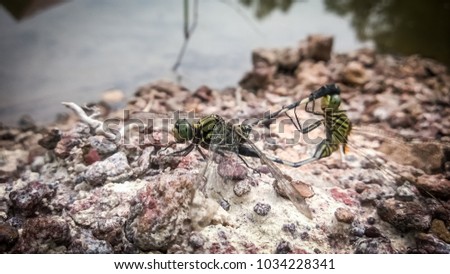 Close up Nature of love with Green Dragonfly breeding expresses love with the mating on the blurred stone ground  in spring season.Selective Focus,Macro mode picture.