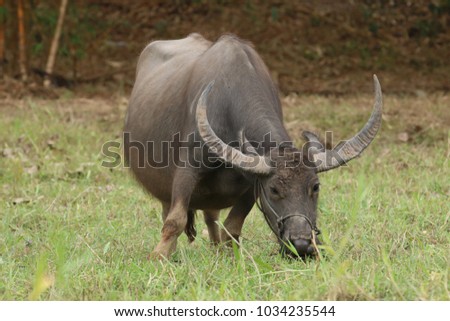 Buffalo in village of Thailand
