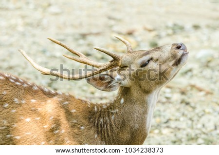 Sambar deer (Cervus unicolor equinis)