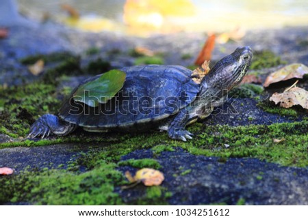 small water turtle in the autumn grass 