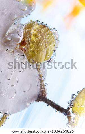 White orchid in water wrapped in air bubbles