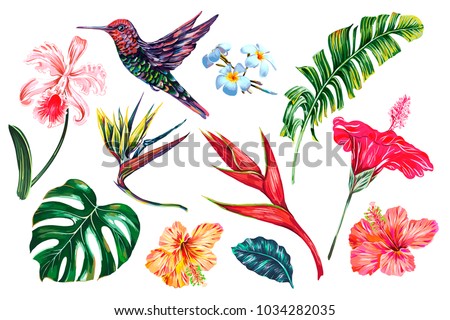 Tropical flowers, jungle leaves, banana leaf, monstera, hibiscus, bird of paradise flower, plumeria, orchid, strelitzia, hummingbird. Vector summer exotic illustrations, floral elements isolated Royalty-Free Stock Photo #1034282035