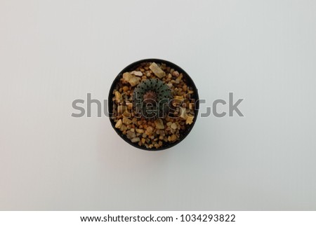Small cactus in a black pot. /selective focus