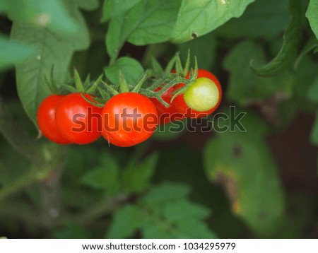Close up of fresh red cherry tomatoes still on tree plant.
