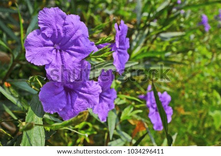 Beautiful purple popping pod flowers in sunlight