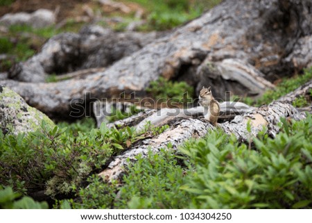 Small clever chipmunk looking for pine nuts