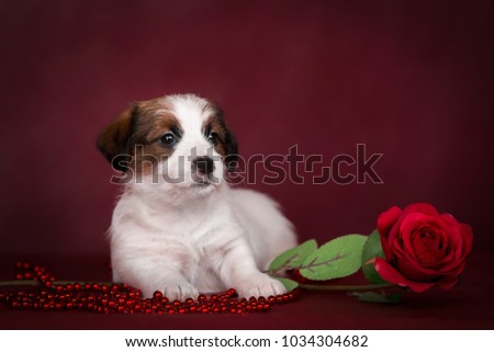 portrait of puppy Jack Russell Terrier dog on burgundy background with red rose and red beads
