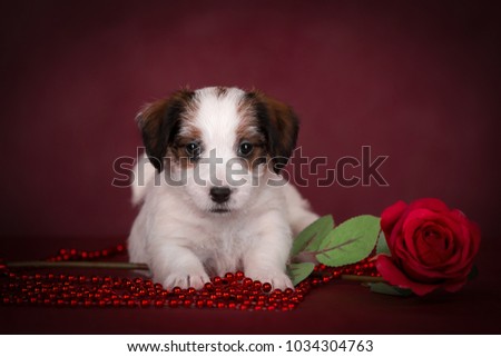portrait of puppy Jack Russell Terrier dog on burgundy background with red rose and red beads