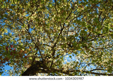 this picture when i look up the sky at lunch time, under the canopy of tree. there are movement when the wind. 