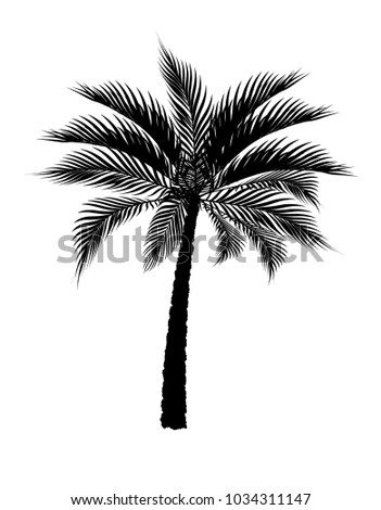 A tropical palm tree in black. Isolated on white background. Vector illustration