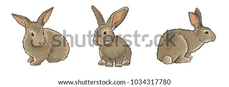 Easter Bunny - set of 3 different, illustration in realistic style, isolated on white background. Easter greetings illustration design template