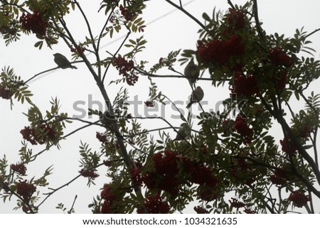Birds, sparrows sit on a rowan tree with red berries. Summer and autumn background 