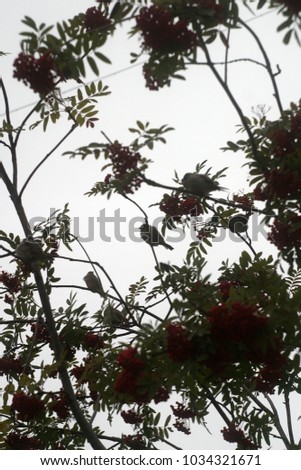 Birds, sparrows sit on a rowan tree with red berries. Summer and autumn background 