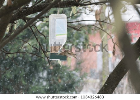 Bird in bird feeder during snowfall in winter. Slovakia
