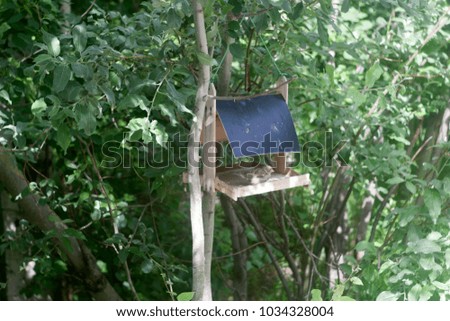 Wooden bird feeder on a tree with green foliage. Summer and autumn background 