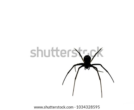 Silhouette of a spider on white background.