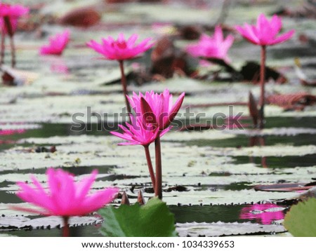 Beautiful violet lotus on water
