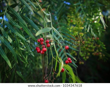 Close up of pepper tree with green and pink fruits. Room for text. Selective focus. Royalty-Free Stock Photo #1034347618