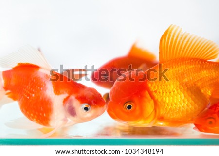 goldfish closeup in glass fish tank on white background