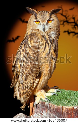 Bubo bubo eagle owl night bird in halloween bat orange background