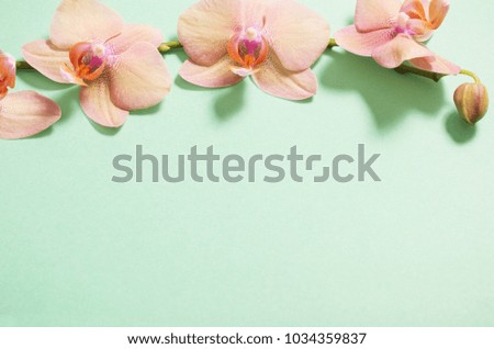 orchids on green background