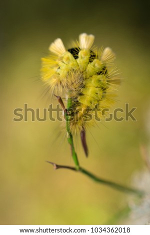 Calliteara pudibunda (pale tussock) caterpillar