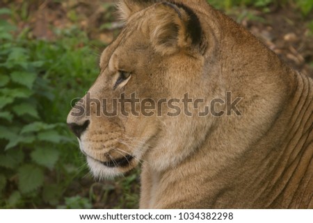 photo portrait of a majestic Barbary Lioness