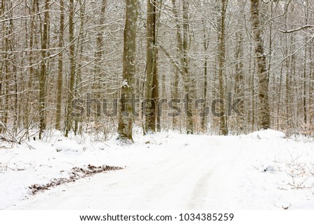 Country road through a beech forest on a cold winter day just after some snowfall. Blekinge in southern Sweden.