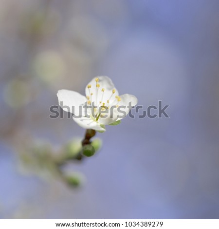 Apple tree branch with a flower. Sunny spring day. The background is fuzzy. The weather is good.