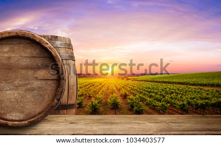Ripe wine grapes on vines in Tuscany, Italy. Picturesque wine farm, vineyard. Sunset warm light Royalty-Free Stock Photo #1034403577