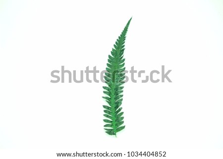  Green fern leaf and white background Royalty-Free Stock Photo #1034404852