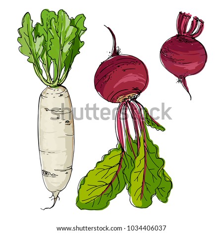 Daikon radish, beet drawn by a line on a white background. A sketch of food. Vector drawing Royalty-Free Stock Photo #1034406037