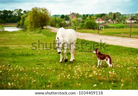 Husky gets acquainted with a horse on a green meadow