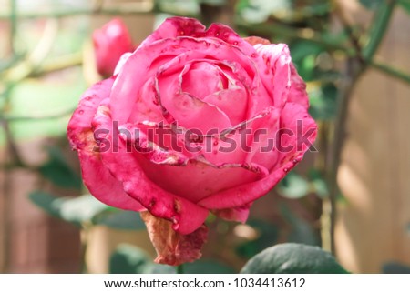 Withered rose in blurry garden background