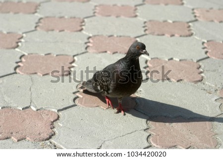 A flock of birds, pigeons on a city street. Summer background 